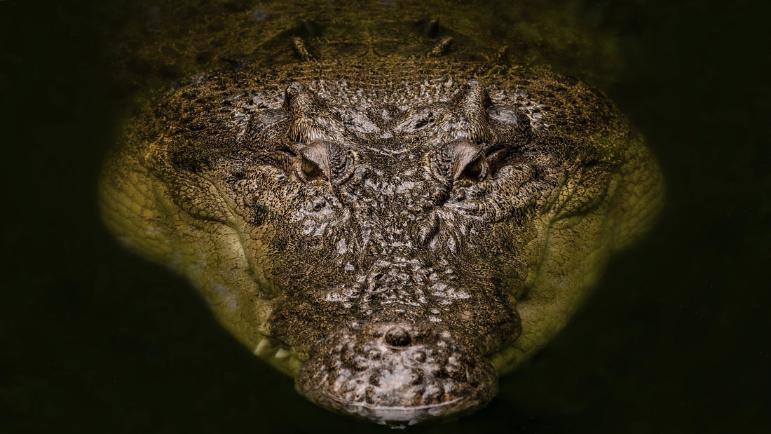 クロコダイル科「ポロサス」スモールクロコダイルの生態系