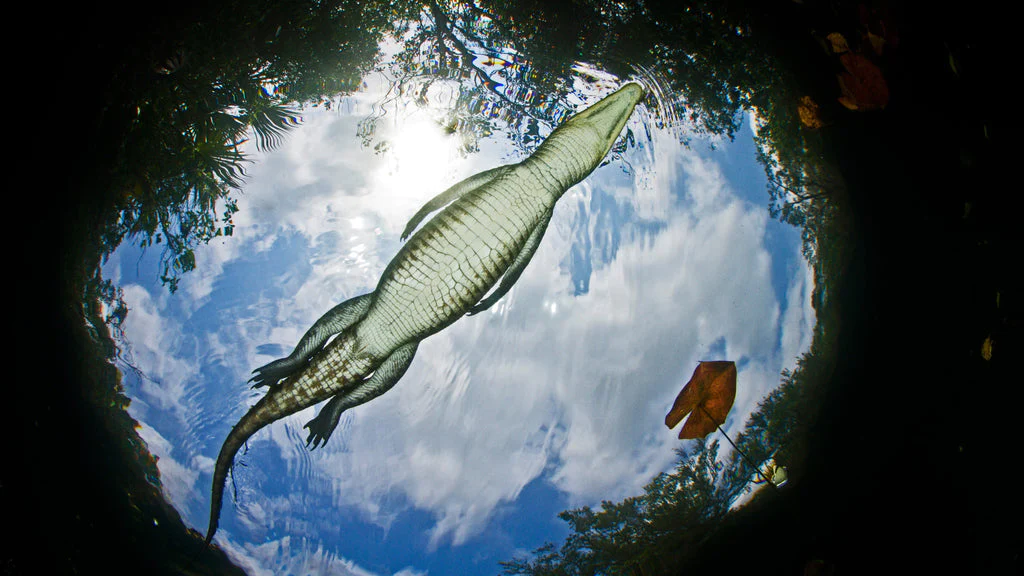 徹底解剖!クロコダイル革財布に使用されるシャムワニの生態系