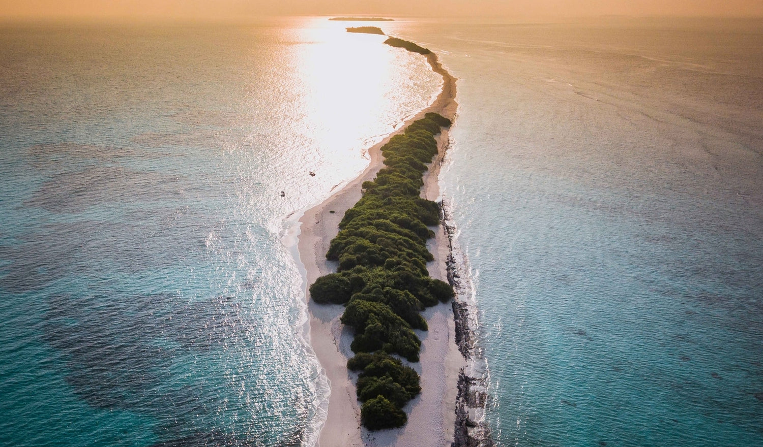 タイ管理当局が承認する本物クロコダイル革と偽物の違い