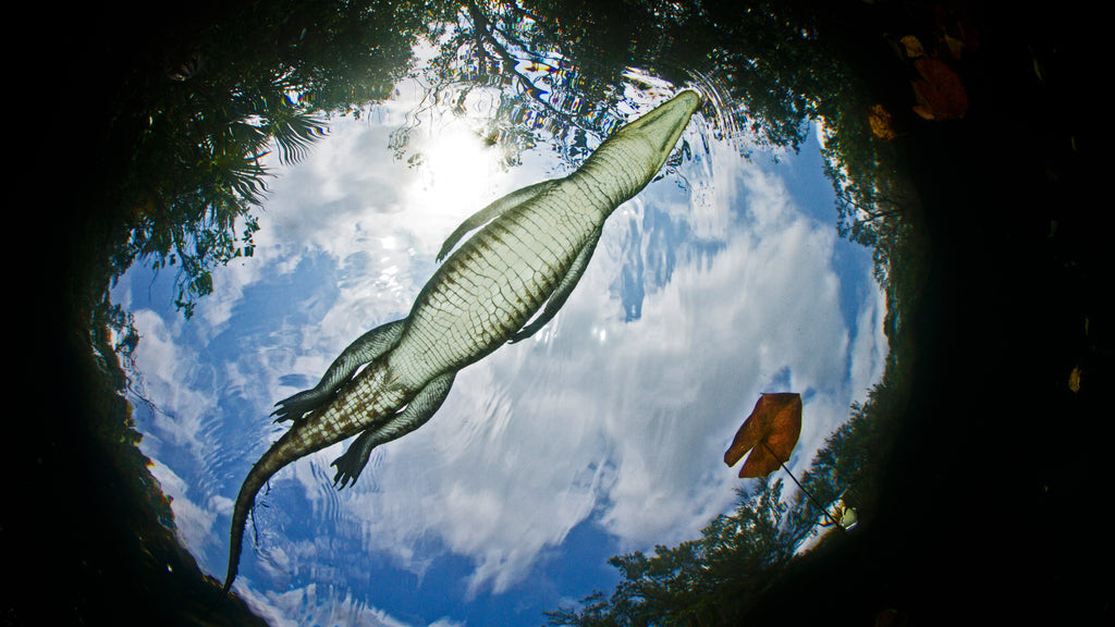 世界に4種だけのクロコダイル革とは